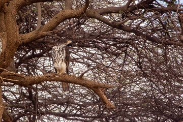 African crowned eagle perched in a tree in Amboseli National Park, Kenya