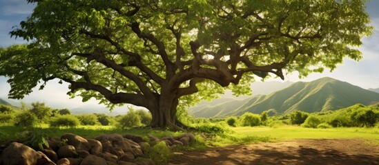 Canvas Print - A majestic tree stands tall in a field with mountains in the background, surrounded by lush green grass and terrestrial plants