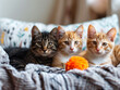 3 süße junge Katzen liegen auf einer Decke