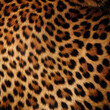 Leopard fur spotted animal background