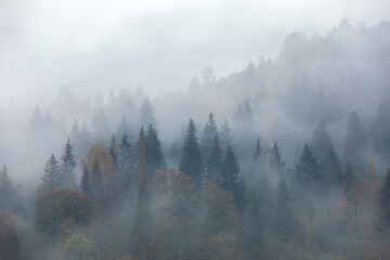 Wall Mural - Foggy morning. Sunrise. Landscape with high mountains. Forest of the pine trees. The early morning mist. Touristic place. Natural scenery.