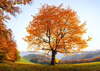 Poster - Autumn landscape.  There is a lonely lush tree on the lawn. Girl in yellow dress and rubber boots stands at the tree holding the rainbow umbrella in hands.