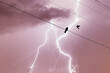 Two birds on a wire or electric line on the stormy sky with lightning strike background. Family relationship concept