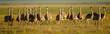 Herd of ostrich in savanna. Generative AI