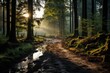Sunlight filters through trees onto muddy path in natural woodland setting