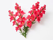 snapdragon flower isolated on transparent background, transparency image, removed background