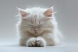 fluffy white cat make a wish,cute