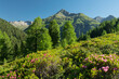 Blick vom Hirschbichl ins Defereggental, Almrausch, Hutner (2885m), Hohe Tauern, Osttirol, Tirol, Österreich