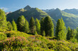 Blick vom Hirschbichl ins Defereggental, Almrausch, Hutner (2885m), Hohe Tauern, Osttirol, Tirol, Österreich