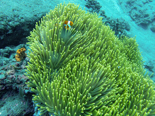  Coral with clownfish during a dive in Bali