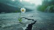 prevailing against all odds concept with Daisy flower growing from crack in the asphalt
