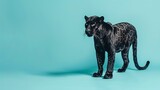 Fototapeta Zachód słońca - A black panther stands in front of a blue background. The panther is looking to the right of the frame.