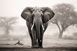 Elephant in savannah, monochrome animal art
