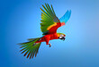 Colourful flying parrot isolated on white