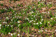 White spring flowers. Leucojum aestivum.