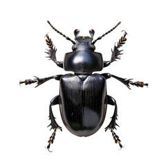 Wall Mural - Overhead Perspective of a Striking Beetle Against a Clean White Background Generative AI