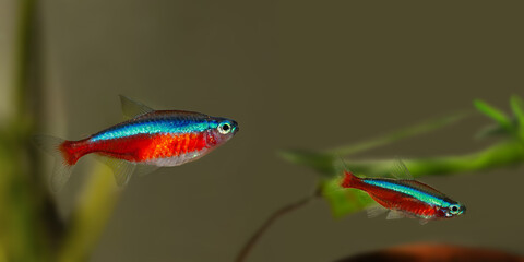 Female (left) and male (right) of Cardinal tetra (Paracheirodon axelrodi) is a freshwater fish of the family Characidae. It is native to the upper Orinoco and Negro Rivers in South America.