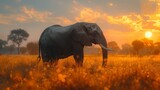 Fototapeta  - Majestic Sunset with African Elephant