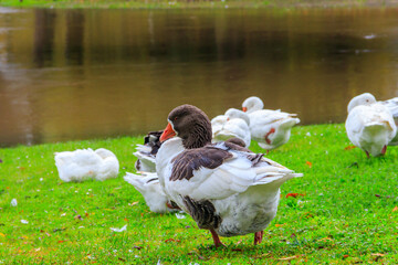 Wall Mural - Flock of geese on a lake shore