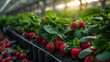 Future science transforms agriculture into a sustainable quarter