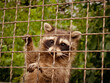 A raccoon in a cage asks for food and freedom. Zoo animals behind bars of a fence. Sad raccoon with a net in captivity.