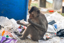 A Macaque Looks For Food In The Garbage Dumped From A Barrel