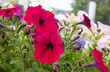Petunia flower, beautiful red and white petunia.Bright summer flowers,garden decoration