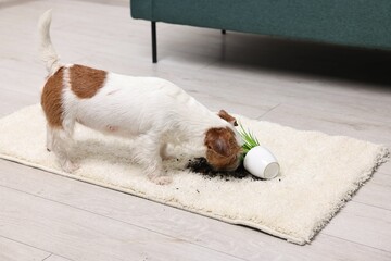 Wall Mural - Cute dog near overturned houseplant on rug indoors