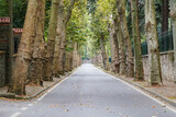 Fototapeta  - Road with plane trees in Beykoz, Istanbul, Turkiye