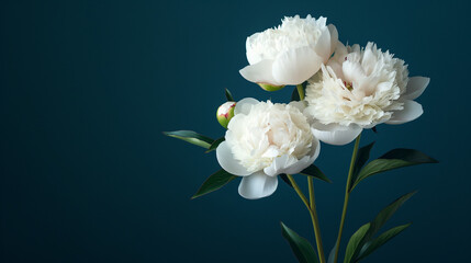 white peony flowers on a dark blue background, top view. beautiful background for cards, magazines, 
