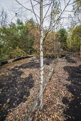 Canvas Print - Birch trees on the roof of country club in Illinci abandoned village in Chernobyl Exclusion Zone, Ukraine