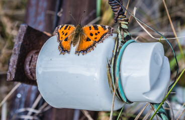 Canvas Print - Butterfly on ceramic insulator in Illinci abandoned village in Chernobyl Exclusion Zone