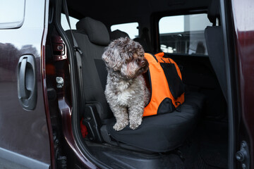 Wall Mural - Cute dog in pet carrier travelling by car. Safe transportation