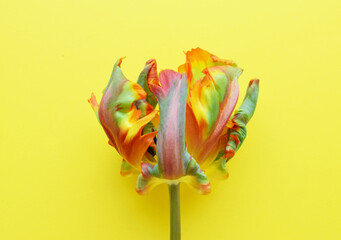 Wall Mural - Parrot tulip flower of the Rococo variety is orange with green stripes. Corrugated tulip petals on yellow background.