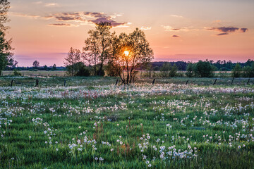 Poster - Sunset over meadow in village in Masovia region of Poland