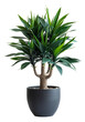 Yucca plant with spiky leaves in classic terracotta pot on transparent background - stock png.