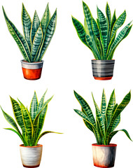 Wall Mural - Snake Plant