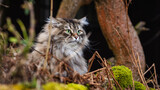Fototapeta Na sufit - Kot Syberyjski na łowach w ogrodzie