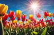 Tulip garden landscape. May floral bloom. Sunny flower field. Nature color. Spring season background. Green grass beauty. Light day park Bright sun blue sky. Fresh plant bulb grow. April leaf close up