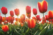 Spring season background. Tulip garden landscape. May floral bloom. Nature color. Sunny flower field. Fresh plant bulb grow. Green grass beauty. Bright sun blue sky. April leaf close up Light day park