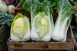 Chinese cabbage heads in wooden crate