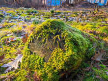 Green Mossy Tree Stump In A Swamp In Spring. Moss Everywhere Around