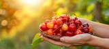 Hand holding fresh sweet cherries with copy space on blurred background for text placement