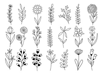 Wall Mural - Plant illustration set, flowers and leaves clip art, hand drawn line art sketches, modern isolated doodle collection