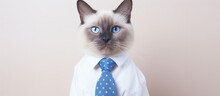 A Siamese Felidae is elegantly dressed in a white dress shirt and electric blue tie, showcasing its whiskers and snout at a fancy event with a collar
