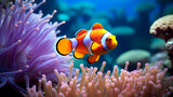 Fototapeta Do akwarium - Clown fish swimming in the sea on coral reef background