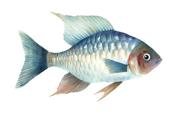 Wall Mural - Fish Watercolor white painting background