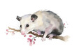 watercolor opossum