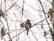 © LemPro Filming Life - Small sparrow sits on the drying tree branch without leaves during fall season and looking for some food. Fall and first snow with animals. Bird living in city park. Urban birds. soft focus