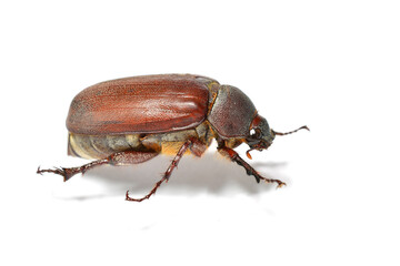 beetle isolated on white background.